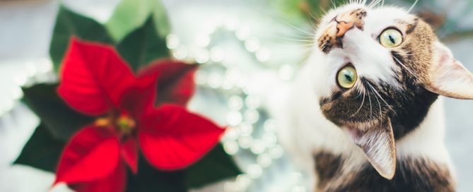 A curious cat with green eyes looks up, sitting next to a vibrant red poinsettia and a string of silver beads, as if pondering its next visit to the vet.