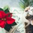 A curious cat with green eyes looks up, sitting next to a vibrant red poinsettia and a string of silver beads, as if pondering its next visit to the vet.