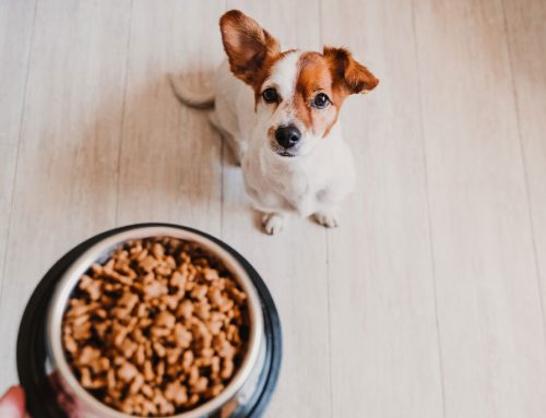 How much should I feed my dog?