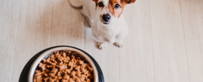 A small dog with brown and white fur eagerly looks up at a bowl of kibble being held above its head, sitting on a light-colored wooden floor. Its bright eyes seem to be asking, "Did the vet say it's okay for another treat?