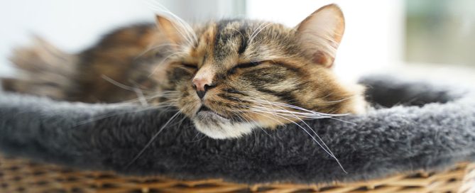 A fluffy brown tabby cat is peacefully sleeping in a woven basket with a gray lining, positioned near a window in the vet's cozy office. Sunlight gently illuminates the scene, highlighting the cat's relaxed expression.