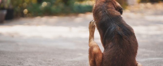 The brown dog sits on the sunny pavement, licking its paw contentedly, as if just returned from the vet. The background features blurred greenery.