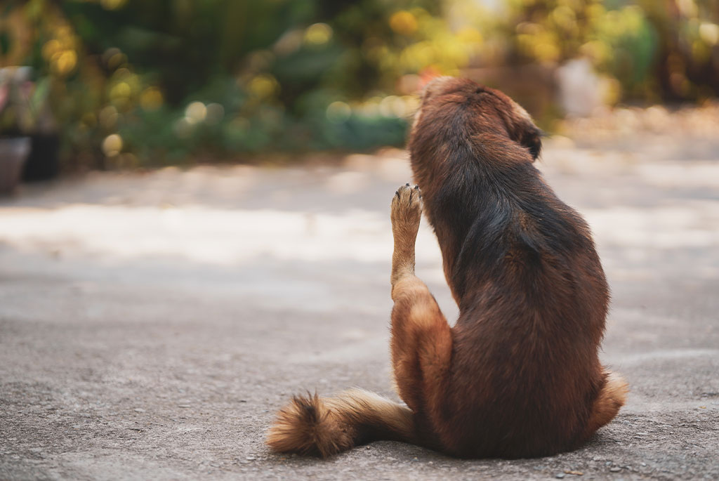 The brown dog sits on the sunny pavement, licking its paw contentedly, as if just returned from the vet. The background features blurred greenery.