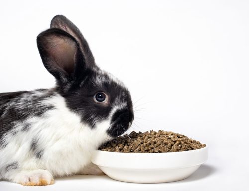 What to feed your pet rabbit