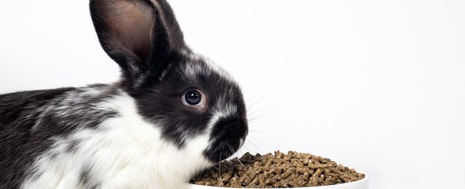 A black and white rabbit sits beside a bowl filled with brown pellets, set against a white background. With its ear perked up, it appears to be sniffing the contents, as if a veterinarian has prescribed this special meal just for it.