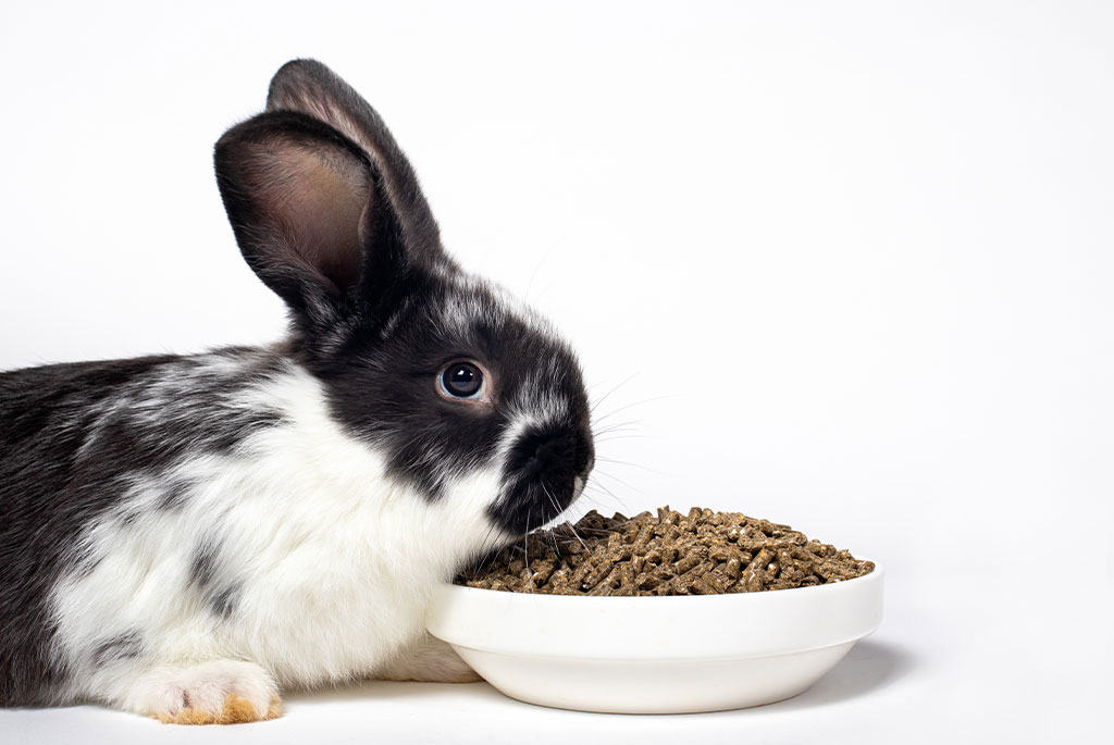 A black and white rabbit sits beside a bowl filled with brown pellets, set against a white background. With its ear perked up, it appears to be sniffing the contents, as if a veterinarian has prescribed this special meal just for it.