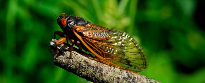 A black and orange cicada with red eyes rests on a brown branch, surrounded by vibrant green foliage that could intrigue any nature-loving vet. The insect's transparent wings are visible, showcasing intricate vein patterns.