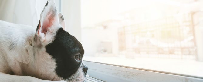 A black and white French Bulldog rests its head on the floor, gazing out a sunlit window. Sunlight streams in, creating a warm and peaceful atmosphere, as if waiting for its next visit to the veterinarian.