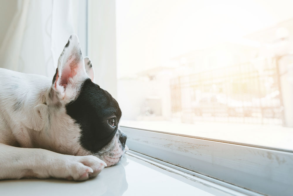 A black and white French Bulldog rests its head on the floor, gazing out a sunlit window. Sunlight streams in, creating a warm and peaceful atmosphere, as if waiting for its next visit to the veterinarian.