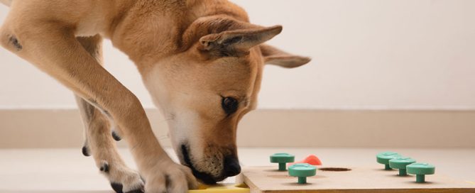 A dog, under the watchful eye of its veterinarian, interacts with a wooden puzzle toy on the floor, using its nose and paw to move yellow sliders and uncover hidden treats. The toy features green pegs and a red knob, set against a plain cream-colored wall and floor.