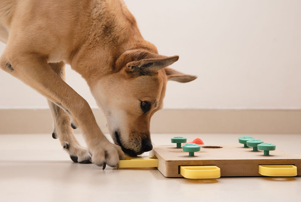 A dog, under the watchful eye of its veterinarian, interacts with a wooden puzzle toy on the floor, using its nose and paw to move yellow sliders and uncover hidden treats. The toy features green pegs and a red knob, set against a plain cream-colored wall and floor.