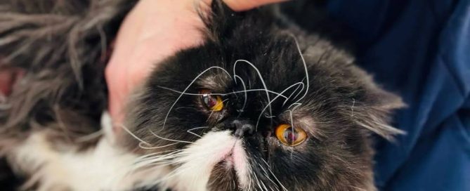 A fluffy black and white Persian cat with bright orange eyes is being gently petted by a veterinarian. The cat's long whiskers and distinctive flat face capture attention, while the background is slightly blurred.