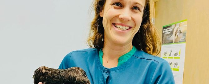 A smiling woman in a blue veterinary uniform holds a black chicken indoors. The wall in the background has animal-related posters.