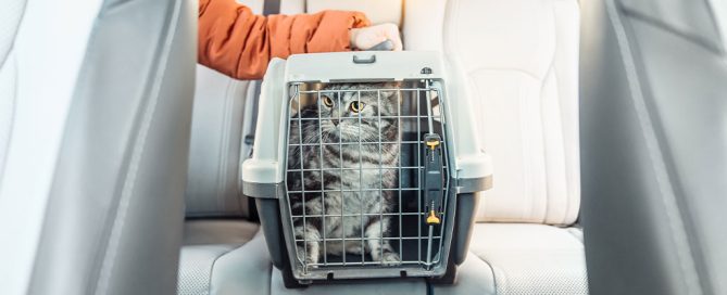 A gray cat sits inside a pet carrier on the back seat of a car, ready for its vet visit. A person in an orange jacket is holding the carrier, while the curious feline peers through the metal door, eyeing the car's interior.