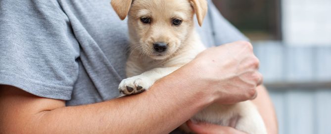 A person in a grey shirt, who might be a veterinarian, gently holds a small tan puppy in their arms. The puppy, with floppy ears and a curious expression, looks directly at the camera. The background is slightly blurred, suggesting an outdoor setting.