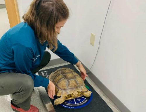 Meet Travis, a Sulcata Tortoise!