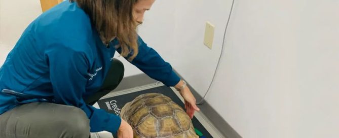 A veterinarian in a blue jacket kneels down, gently placing a large tortoise on a digital scale in a room with white walls. The tortoise appears calm as it is weighed.