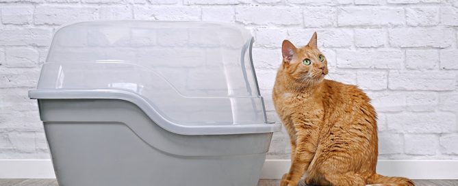 An orange cat lounges on a wooden floor beside a gray covered litter box, where recent visits to the vet have assured its health. The backdrop of the scene is a quaint white brick wall.