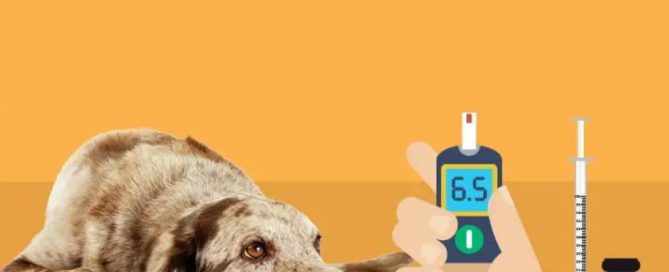 An old dog rests calmly on the ground next to a hand holding a glucose meter displaying 6.5. Nearby, a syringe and an "insulin" vial lie against the orange background, ready for use by its caring veterinarian.