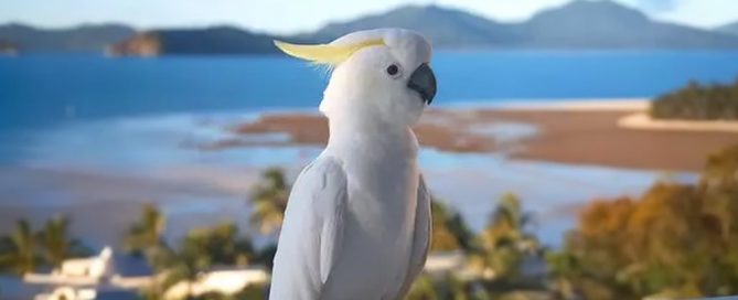 A white cockatoo with a yellow crest perches on a ledge, having just been given a clean bill of health by the veterinarian, overlooking a scenic landscape of blue water, sandy shores, and distant mountains under a clear sky.