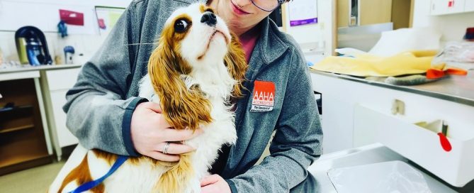 A vet wearing glasses and a headband gently holds and pets a Cavalier King Charles Spaniel on a veterinary examination table. The room is filled with medical equipment, and a veterinary certificate hangs prominently on the wall.