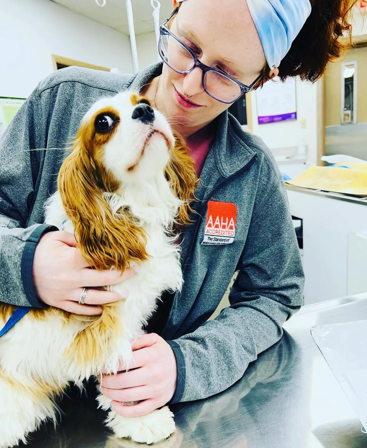 A woman, possibly a veterinarian, wearing glasses and a headband gently holds a Cavalier King Charles Spaniel on a veterinary exam table. The woman smiles at the calm, curious dog. Her jacket proudly displays an "AAHA Accredited" patch.