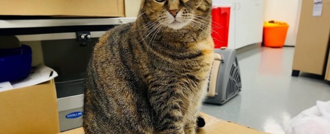 A tabby cat with green eyes sits on a cardboard box in a room cluttered with cabinets and various items, resembling the waiting room of a veterinarian. The cat looks directly at the camera, its expression neutral as if anticipating its visit to the vet.