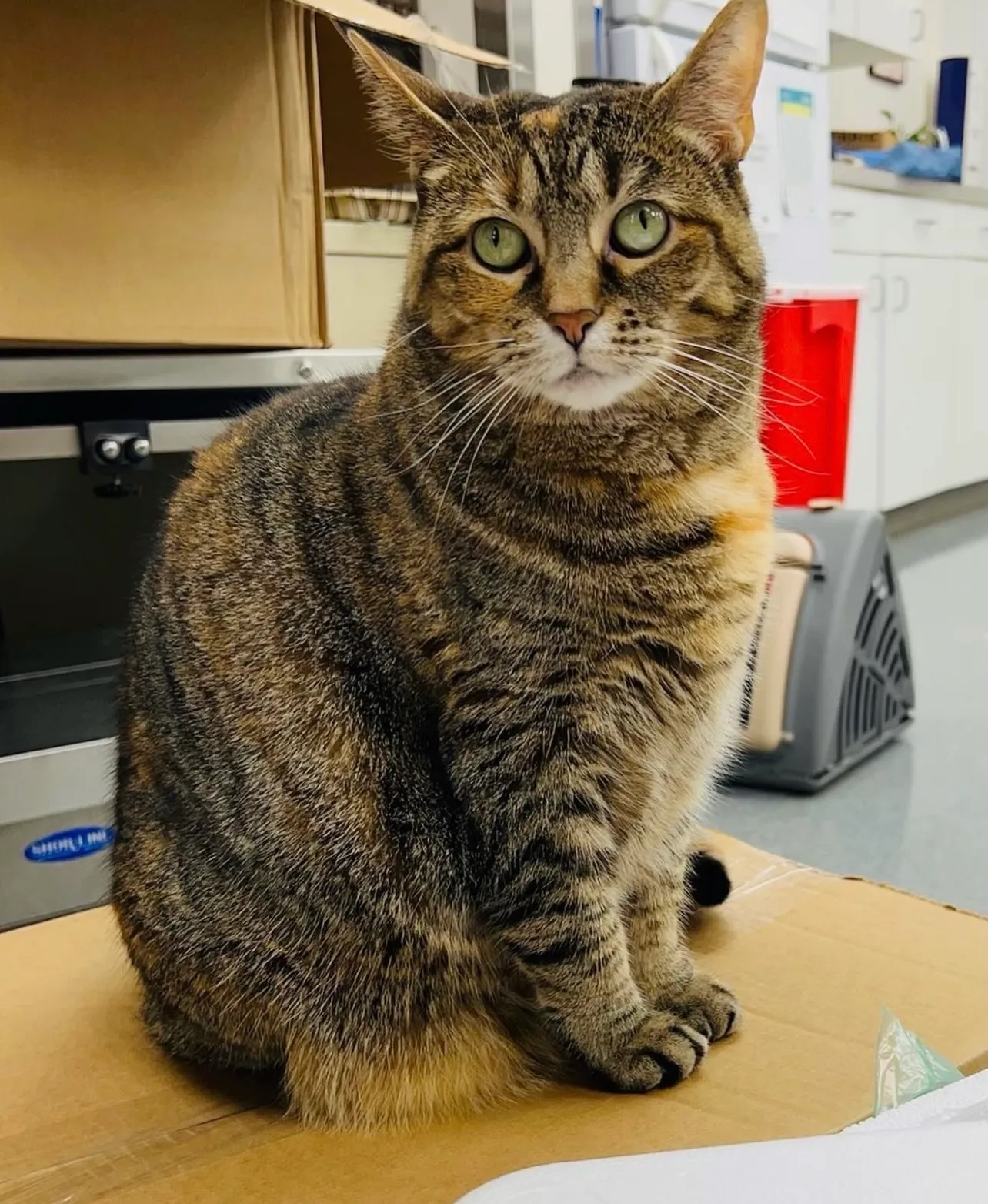 A brown tabby cat with green eyes sits on a cardboard box in a room that resembles a veterinarian's office, with shelves and boxes neatly arranged in the background.