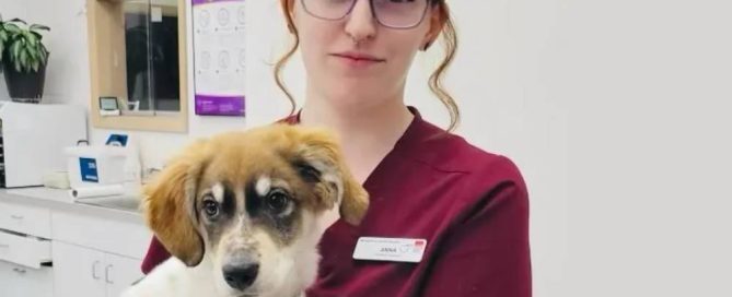 A veterinarian with glasses, red hair, and a visible tattoo cradles a brown and white puppy in a veterinary clinic. Dressed in maroon scrubs, she stands amid white cabinets and equipment-laden countertops.