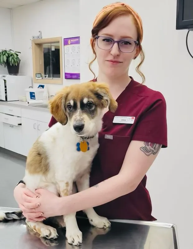 A veterinarian in scrubs holds a small brown and white puppy on the exam table. She sports glasses, a red headband, and a visible tattoo. The clinic room, equipped with medical supplies and adorned with a plant, emphasizes her dedication to animal care.