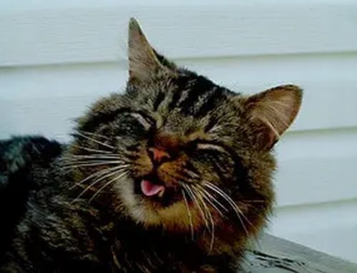 Why is my cat sneezing?