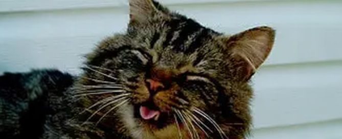 A fluffy tabby cat with closed eyes and mouth slightly open, as if mid-meow or yawning, resembles the perfect patient for a vet check-up against a white background.