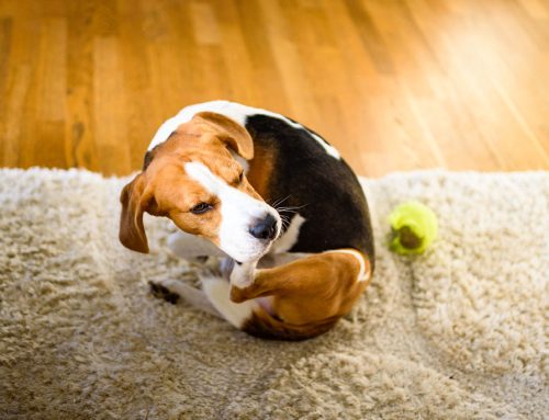 Why is my dog itching–and how do I make it stop?