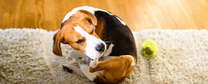 A beagle is sitting on a fluffy beige rug, turning its head to scratch behind its ear with its hind leg. A green tennis ball lies nearby on the hardwood floor. Sunlight streams in, highlighting the dog's healthy brown and white fur, as if just back from a check-up at the vet.