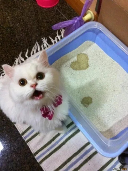 A fluffy white cat with a pink bow sits beside a litter box, its playful demeanor evident as it gazes up with an open mouth. The litter features shaped markings, including a heart, like it’s ready to impress its veterinarian.