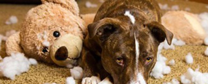 A brown and white dog lies on a carpet next to a torn teddy bear, surrounded by stuffing. The dog glances up with a guilty expression, as if bracing for the vet's inevitable lecture about mischievous behavior amidst the scattered plush.