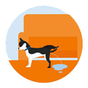 Illustration of a black and white dog urinating on a carpet in front of an orange sofa, capturing a quirky moment that might require a vet's advice. The scene is set against a circular orange and blue-themed background.