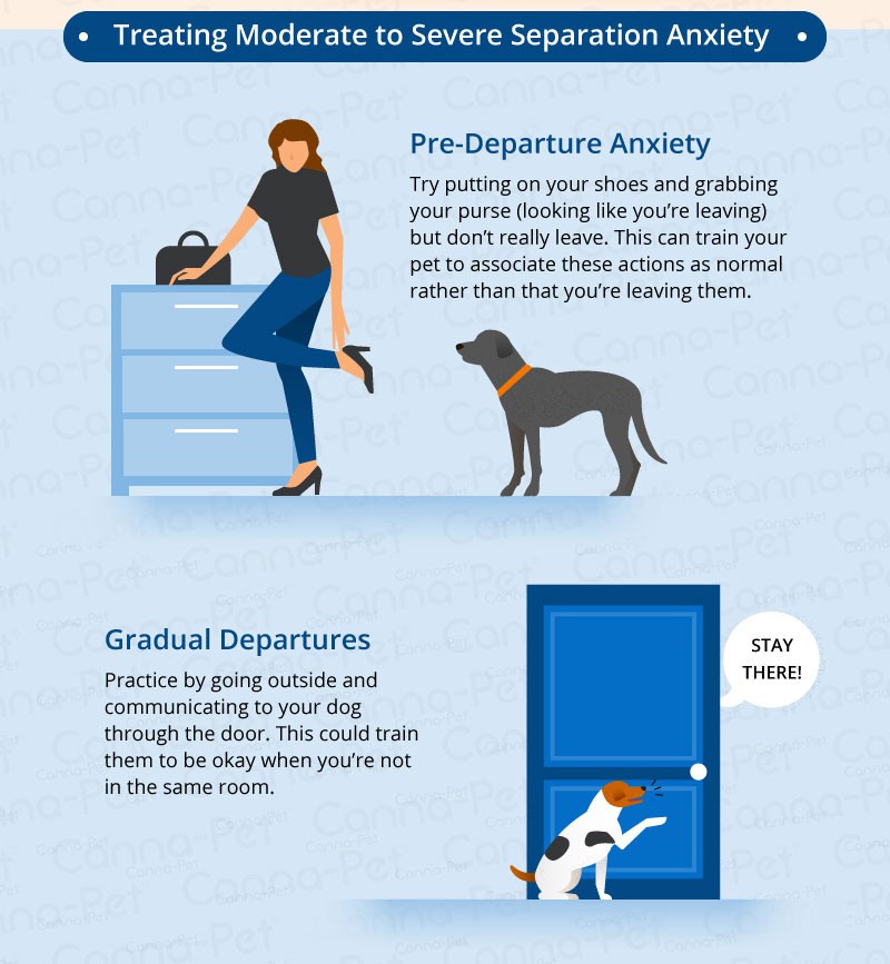 Illustration showing ways to treat separation anxiety in pets. Top half: veterinarian advises a person mimicking leaving while a dog watches. Bottom half: the vet's guidance helps the dog patiently stay near a door labeled "Stay there!" as it gradually closes.