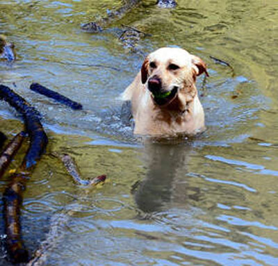 A Labrador retriever swims in a pond, holding a green ball in its mouth, as if proudly showing off to its vet. Several branches float on the water around the dog.