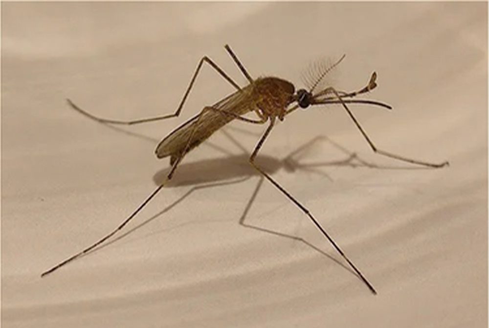 Close-up of a brown mosquito with long legs and delicate wings, perched on a smooth, light-colored surface—an intricate detail that even a seasoned veterinarian might appreciate for its fascinating glimpse into nature's complexity.
