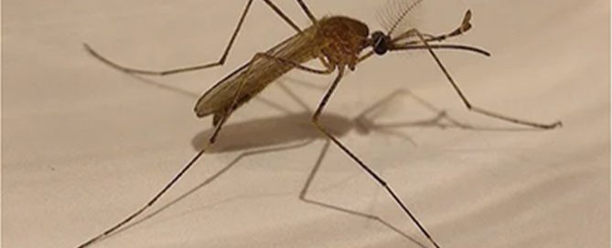 Close-up of a brown mosquito with long legs and delicate wings, perched on a smooth, light-colored surface—an intricate detail that even a seasoned veterinarian might appreciate for its fascinating glimpse into nature's complexity.