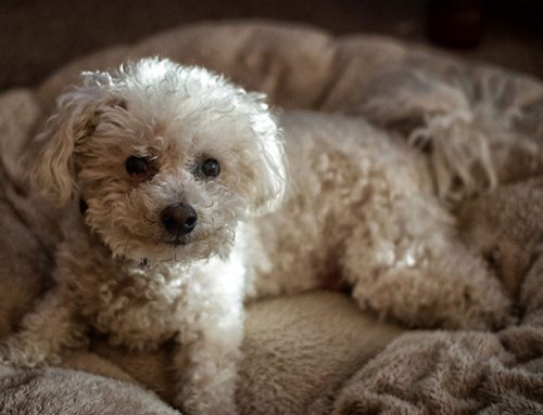 Drug-free ways to make your older pet more comfortable