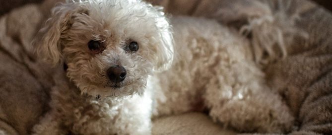 A small white fluffy dog is lying on a beige, plush dog bed. The dog has curly fur and is looking directly at the camera, as if waiting for its vet. Soft lighting casts gentle shadows around, highlighting its curious expression.