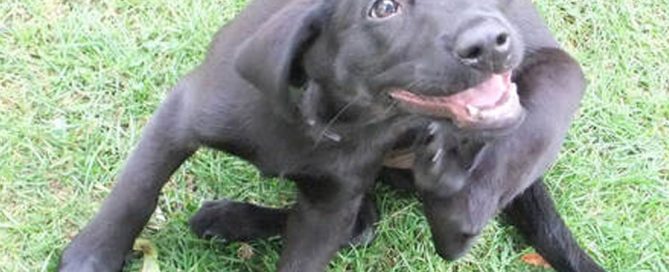 A playful black Labrador puppy sits on the grass, looking up with bright eyes and an open mouth as if smiling, just back from a check-up at the vet. One of its front paws is raised, scratching its neck.