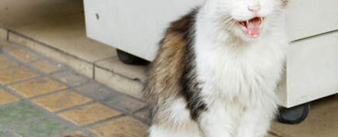 A fluffy, long-tailed cat with white and brown fur sits on a tiled floor, mid-yawn or meow, in front of a white cabinet. Its eyes are partially closed, and its mouth is open as if it's preparing to serenade the veterinarian with its unique tune.