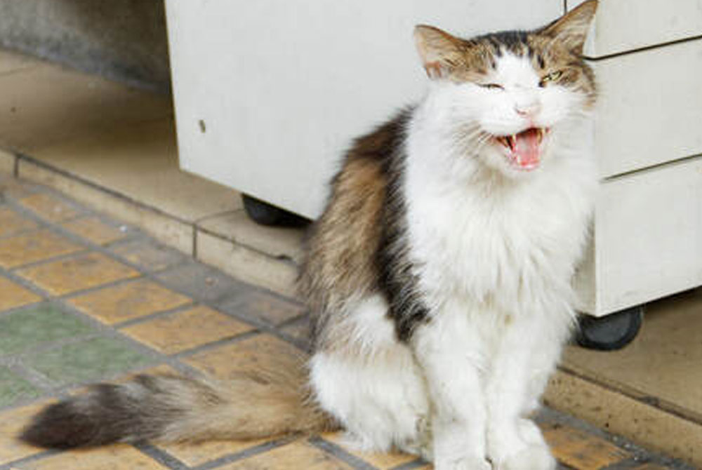 A fluffy, long-tailed cat with white and brown fur sits on a tiled floor, mid-yawn or meow, in front of a white cabinet. Its eyes are partially closed, and its mouth is open as if it's preparing to serenade the veterinarian with its unique tune.