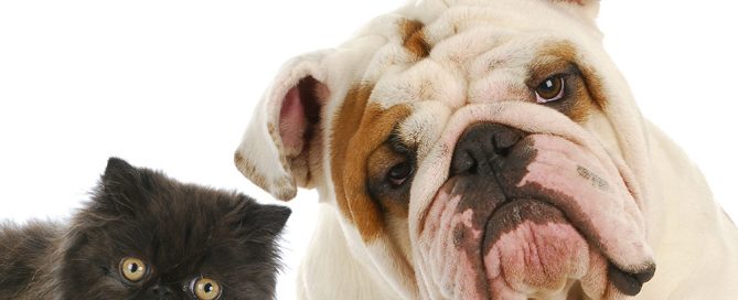 A fluffy black kitten and a white bulldog with light brown patches sit side by side against a white background, both looking towards the camera with curious expressions, like they're ready to meet their caring vet.