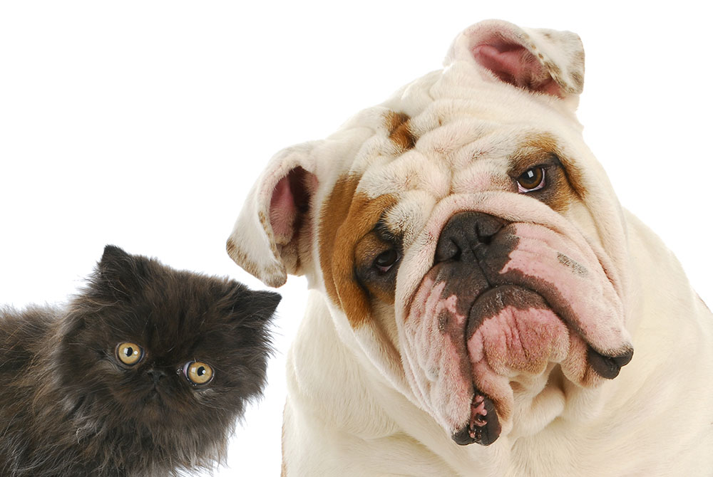 A fluffy black kitten and a white bulldog with light brown patches sit side by side against a white background, both looking towards the camera with curious expressions, like they're ready to meet their caring vet.