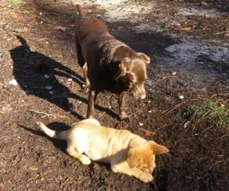 A brown dog stands on a dirt path, eyeing a tan puppy that's lying down and playing with the soil. The ground, a mix of earth and sparse grass, reveals sunlit shadows of the dogs as if they're awaiting their next adventure—a scene any veterinarian would adore.