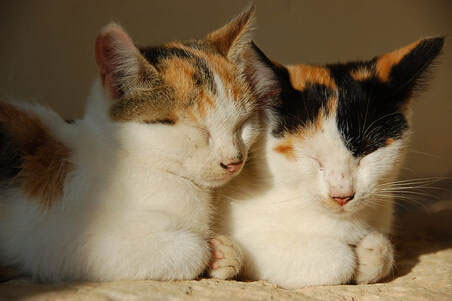 Two small cats with calico fur are resting close together, eyes closed, basking in sunlight after a visit to the vet. Their fur is a mix of white, black, and orange patches, creating a peaceful and serene scene.